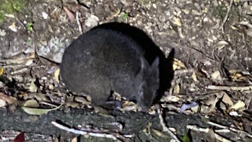 奄美ナイトツアーサービスに投稿された画像（2022/10/15）