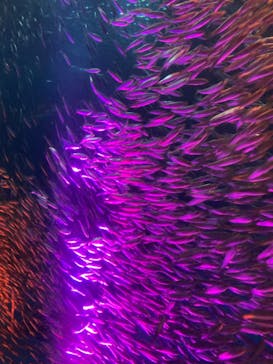 名古屋港水族館に投稿された画像（2022/10/15）