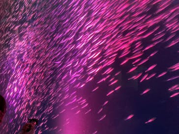 名古屋港水族館に投稿された画像（2022/10/15）