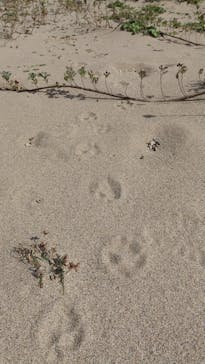 鳥取砂丘セグウェイ ワイルドアドベンチャーツアーに投稿された画像（2022/10/15）