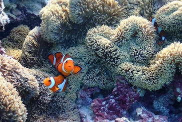 宮古島マリン SUGAR3（シュガースリー）に投稿された画像（2022/10/15）