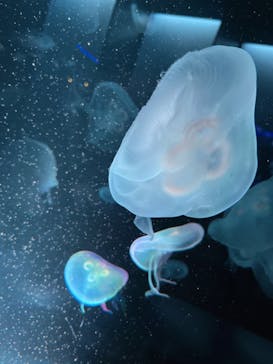 京都水族館に投稿された画像（2022/10/15）