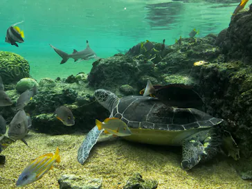 横浜・八景島シーパラダイスに投稿された画像（2022/10/15）