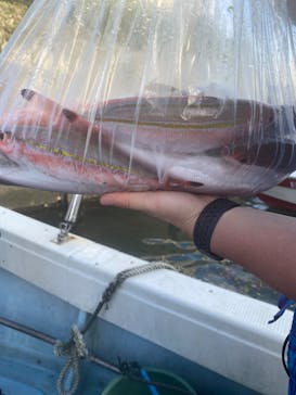 釣り船 りき丸に投稿された画像（2022/10/15）