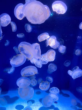 新江ノ島水族館に投稿された画像（2022/10/15）