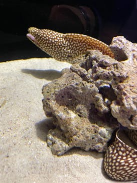 横浜開運水族館 フォーチュンアクアリウムに投稿された画像（2022/10/15）