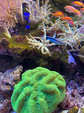 横浜開運水族館 フォーチュンアクアリウムに投稿された画像（2022/10/15）