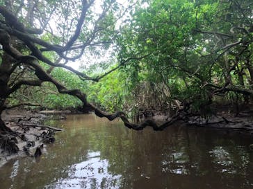 西表島 ADVENTURE PiPi（アドベンチャーピピ）に投稿された画像（2022/10/15）