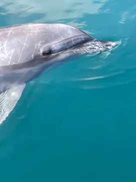 うみたま体験パーク 「つくみイルカ島」に投稿された画像（2022/10/15）