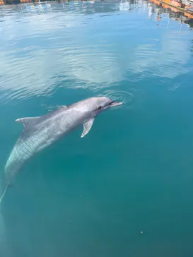 うみたま体験パーク 「つくみイルカ島」に投稿された画像（2022/10/15）