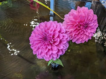 いばらきフラワーパークに投稿された画像（2022/10/15）