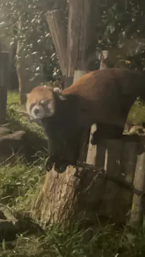天王寺動物園に投稿された画像（2022/10/15）