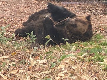 サホロリゾート　ベア･マウンテンに投稿された画像（2022/10/15）