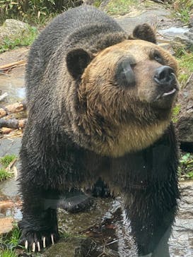 サホロリゾート　ベア･マウンテンに投稿された画像（2022/10/15）