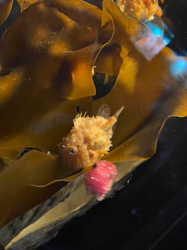 環境水族館アクアマリンふくしまに投稿された画像（2022/10/15）