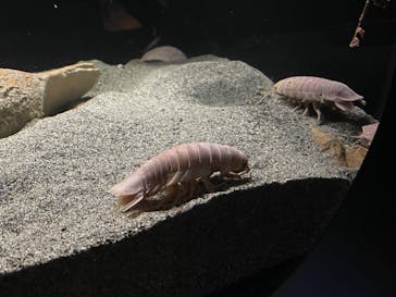 環境水族館アクアマリンふくしまに投稿された画像（2022/10/15）