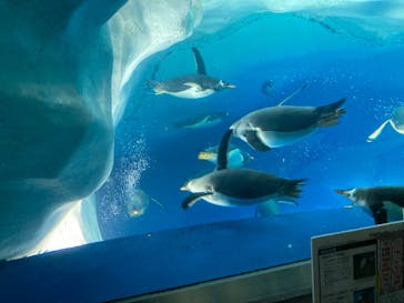 名古屋港水族館に投稿された画像（2022/10/15）