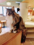 猫カフェモカ　新宿店に投稿された画像（2022/10/16）