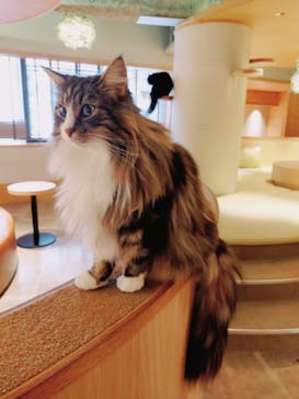 猫カフェモカ　新宿店に投稿された画像（2022/10/15）