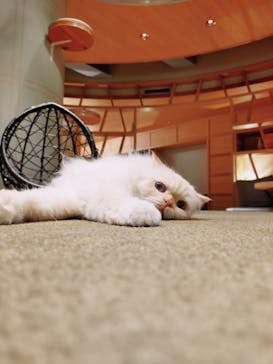 猫カフェモカ　新宿店に投稿された画像（2022/10/15）