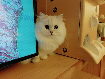 猫カフェモカ　新宿店に投稿された画像（2022/10/15）