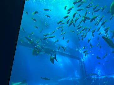 沖縄美ら海水族館に投稿された画像（2022/10/15）