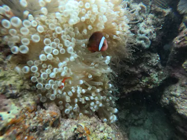 武藤潜水に投稿された画像（2022/10/15）