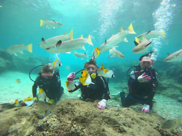 武藤潜水に投稿された画像（2022/10/16）