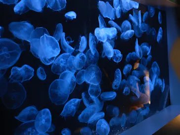 横浜・八景島シーパラダイスに投稿された画像（2022/10/16）