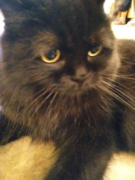 猫カフェモカ　新宿店に投稿された画像（2022/10/16）