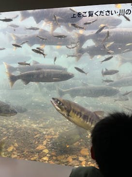 サケのふるさと 千歳水族館に投稿された画像（2022/10/16）