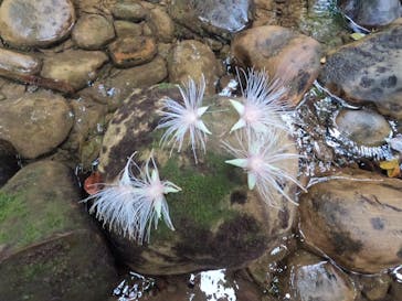 西表島 ADVENTURE PiPi（アドベンチャーピピ）に投稿された画像（2022/10/16）