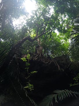 西表島 ADVENTURE PiPi（アドベンチャーピピ）に投稿された画像（2022/10/16）