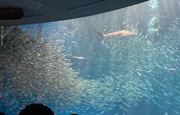 名古屋港水族館に投稿された画像（2022/10/16）