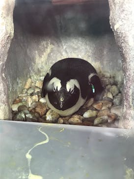 京都水族館×ニデック京都タワーに投稿された画像（2022/10/16）