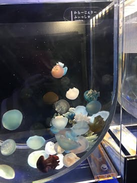 京都水族館×ニデック京都タワーに投稿された画像（2022/10/16）