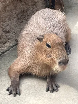 神戸どうぶつ王国に投稿された画像（2022/10/16）