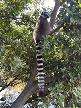神戸どうぶつ王国に投稿された画像（2022/10/16）