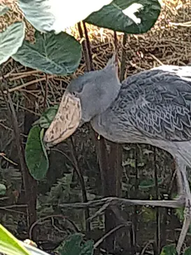 神戸どうぶつ王国に投稿された画像（2022/10/16）