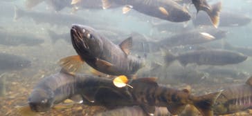 サケのふるさと 千歳水族館に投稿された画像（2022/10/16）