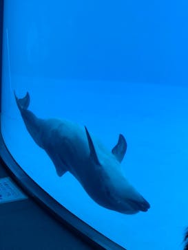 名古屋港水族館に投稿された画像（2022/10/16）