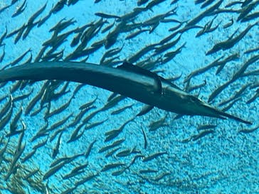 環境水族館アクアマリンふくしまに投稿された画像（2022/10/16）