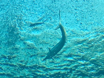 環境水族館アクアマリンふくしまに投稿された画像（2022/10/16）
