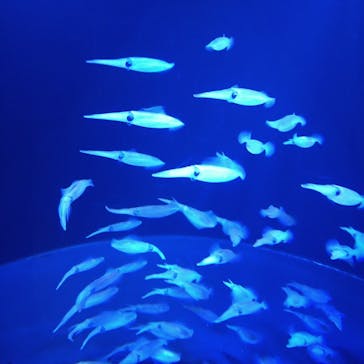 上越市立水族博物館 うみがたりに投稿された画像（2022/10/16）