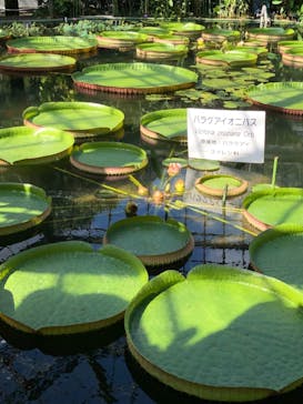 熱川バナナワニ園に投稿された画像（2022/10/16）