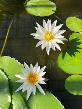 熱川バナナワニ園に投稿された画像（2022/10/16）