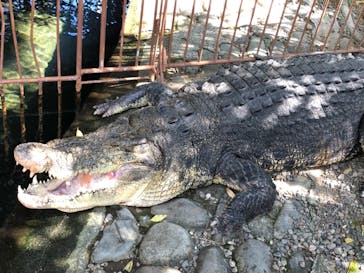 熱川バナナワニ園に投稿された画像（2022/10/16）