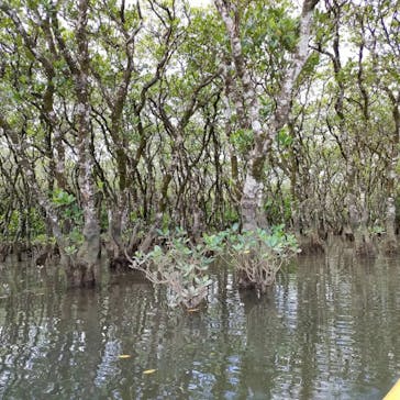 マングローブ茶屋に投稿された画像（2022/10/16）