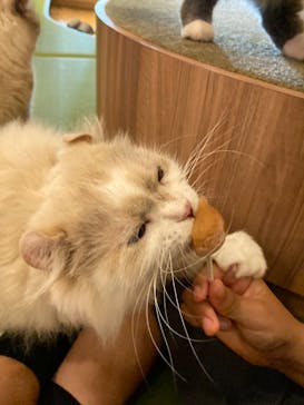 猫カフェモカ　秋葉原店に投稿された画像（2022/10/3）