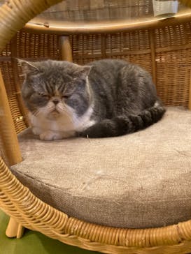猫カフェモカ　秋葉原店に投稿された画像（2022/10/3）